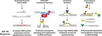 Wounding Therapies for Prevention of Photocarcinogenesis